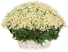 Цветочная композиция из Ромашки в корзине #REPLACE_PRED# Инзер